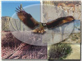 Organismos en reservas de la Biosfera